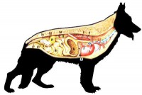 /album/fotogalerie-anatomie4/a4-jpeg/