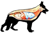 /album/fotogalerie-anatomie/a5-jpeg/