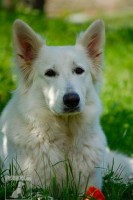 /album/bily-svycarsky-ovcak/a1-jpg/