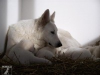 /album/bily-svycarsky-ovcak/a2-jpg/