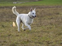 /album/bily-svycarsky-ovcak/a4-jpg/