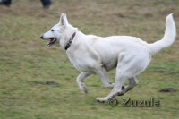 /album/bily-svycarsky-ovcak/a5-jpg/