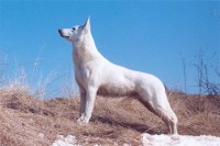 /album/bily-svycarsky-ovcak/a7-jpg/