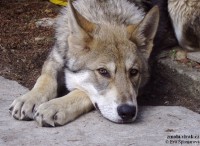 /album/saarlosuv-vlcak/a2-jpg1/