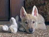 /album/saarlosuv-vlcak/a4-jpg1/