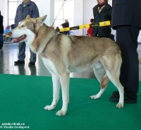 /album/saarlosuv-vlcak/a5-jpg1/