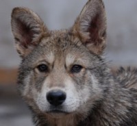 /album/saarlosuv-vlcak/a6-jpeg1/